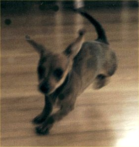 flying dachshund