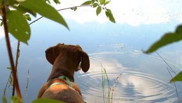 Willow watches fish ripples in the water